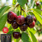 Chilean Cherry Seeds 🌱🔥BUY 1 GET 1 FREE! 🔥