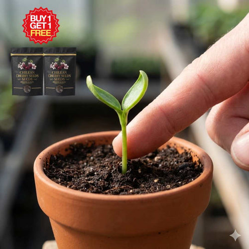 Chilean Cherry Seeds 🌱🔥BUY 1 GET 1 FREE! 🔥