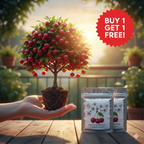 Chilean Cherry Seeds 🌱🔥BUY 1 GET 1 FREE! 🔥