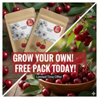 Chilean Cherry Seeds 🌱🔥BUY 1 GET 1 FREE! 🔥